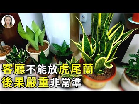 財位 虎尾蘭|虎尾蘭風水：詳細解析及應用指南 – 植物盆栽綠寶典